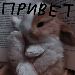 Зайчики на все случаи жизни whatsapp stickers