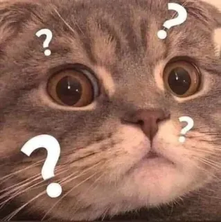 😳 kot, znak zapytania, zmieszany, mem, zwierzę whatsapp sticker