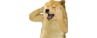 ✨ Doge doge, meme, cane, carino, internet, divertente telegram sticker