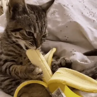 🍌 kot, banan, je, kociak, słodki, zwierzę, zwierzę domowe telegram sticker