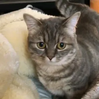🔮 gato, animal, mascota, gato doméstico, mamífero, gato atigrado, gato gris whatsapp sticker