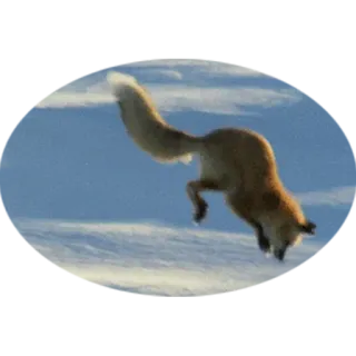 🦊 fox, jumping, snow, winter, animal, wildlife, nature telegram sticker