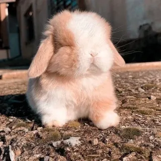 🌟 bunny, rabbit, cute, animal, pet, adorable, fluffy, baby animal whatsapp sticker