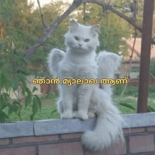😂 ഞാൻ മ്യാലാഖ ആണ് cat, angel, cute, wings, white telegram sticker