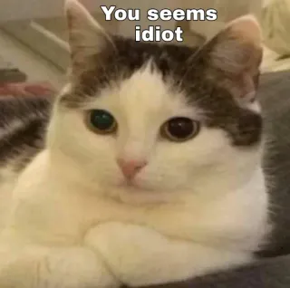 👀 You seems idiot cat, meme, funny, animal, pet whatsapp sticker