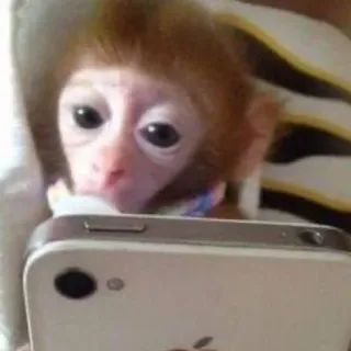 🍼 singe, téléphone, animal, primate, mignon, selfie telegram sticker