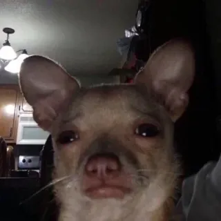 😢 chihuahua, hund, haustier, tier, traurig, süß telegram sticker