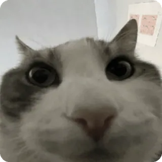 🤨 chat, gros plan, animal, animal de compagnie, animal domestique, drôle, mème telegram sticker
