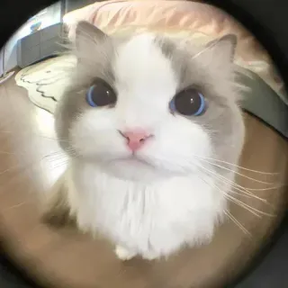 🤔 gato, mascota, animal, lindo, gatito, ragdoll whatsapp sticker
