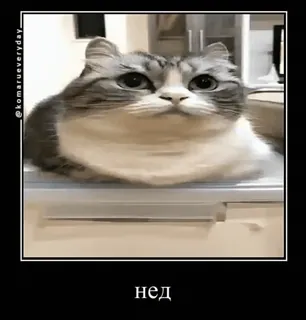 🌟 нед cat, funny, meme, animal, pet, cute telegram sticker