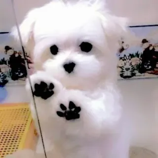 🥺 chó, chó con, dễ thương, maltese, trắng, động vật, thú cưng telegram sticker