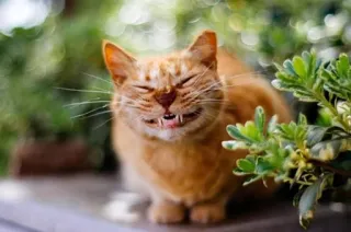 Cats do Chapp telegram stickers