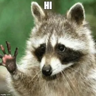 🖐 HI mapache, animal, saludo, hola, lindo whatsapp sticker