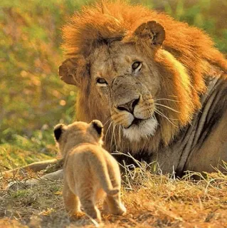 👨‍👦 лев, львенок, животные, дикая природа, природа telegram sticker