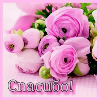 🔆 Спасибо! bunga, terima kasih, merah muda, mawar, floral, salam telegram sticker