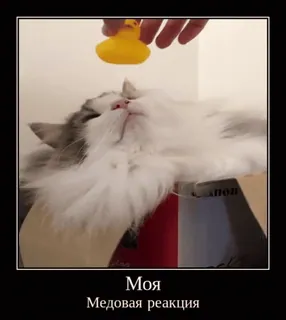 😴 Моя
Медовая реакция gato, pato de borracha, engraçado, reação, meme, animal whatsapp sticker
