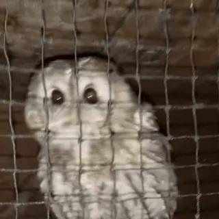 🦉 sowa, ptak, zwierzę, dzika przyroda, klatka, wybieg telegram sticker