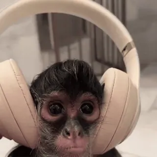 🤩 monkey, headphones, music, animal, cute, wildlife, primate whatsapp sticker
