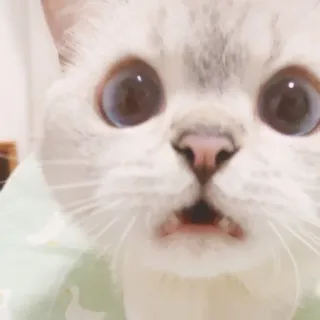 🐈 猫, 子猫, 動物, ペット, かわいい, びっくり, 白猫 whatsapp sticker
