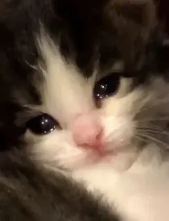 🤔 gato, gatito, lindo, mascota, animal, triste whatsapp sticker