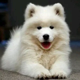 ❤️ Hund, Samojede, Welpe, weißer Hund, süß, Tier telegram sticker