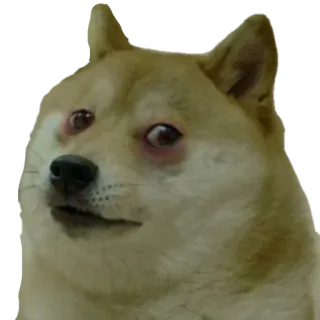 😢 Doge doge, hond, meme, shiba inu, geschrokken, grappig telegram sticker
