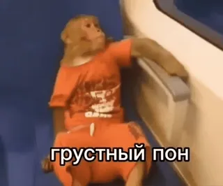 🌟 грустный пон macaco, triste, macaco, animal, pônei whatsapp sticker