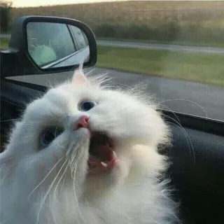 🖐 cat, driving, road trip, pet, animal, white cat, travel telegram sticker