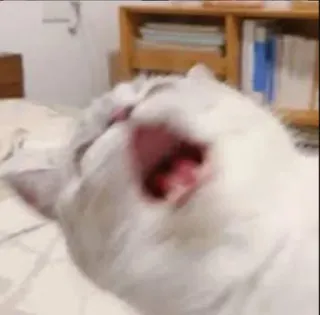 😆 gatto, sbadiglio, animale domestico, animale, dormire telegram sticker
