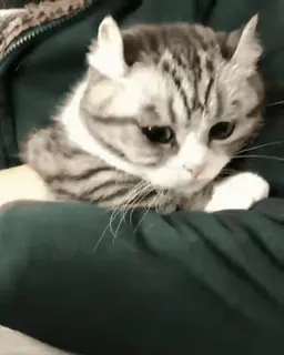 🙁 猫, かわいい, 動物, ペット, 飼い猫, ネコ科, 子猫 telegram sticker