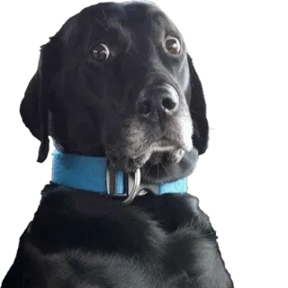 😟 chien, labrador noir, animal de compagnie, animal, chiot, labrador, collier telegram sticker