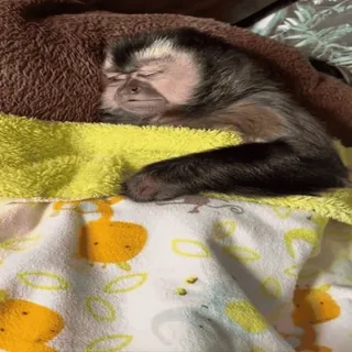 🥱 singe, dormir, mignon, animal, animal de compagnie, sommeil whatsapp sticker