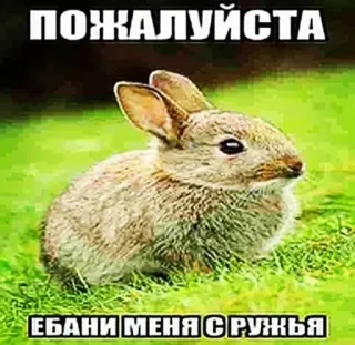 💀 ПОЖАЛУЙСТА
ЕБАНИ МЕНЯ С РУЖЬЯ coelho, ofensivo, russo, animal whatsapp sticker