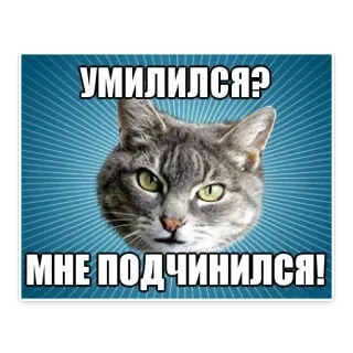 👌 УМИЛИЛСЯ?
МНЕ ПОДЧИНИЛСЯ! gato, meme, ruso, gracioso, animal, mascota telegram sticker