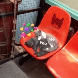 ⚡️ Me You cat, affection, love, cute, meme, relationship, animals telegram sticker
