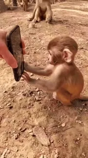 ๐ monkey, phone, animal, selfie, baby telegram sticker