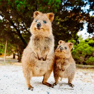 👫 Quokka, zwierzęta, torbacz, słodki, dzika przyroda telegram sticker