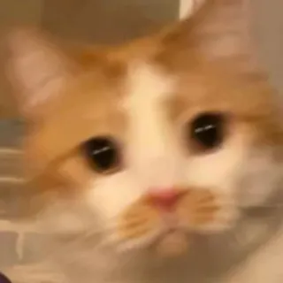 🙁 kat, verdrietig, schattig, huisdier, dier, katachtig, oranje, wit telegram sticker