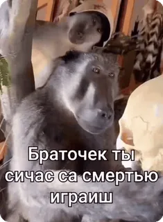 💀 Браточек ты сейчас са смертью играиш singe, crâne, russe, babouin, animal whatsapp sticker