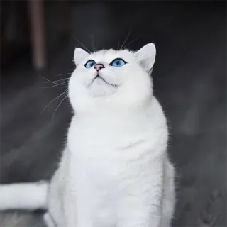 🙄 gato, gato branco, olhos azuis, animal de estimação, animal, animal doméstico, fofo, fofinho telegram sticker