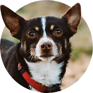 🐶 cão, animal de estimação, animal, chihuahua, retrato de cachorro, fofo telegram sticker