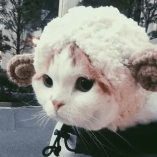 🐾 고양이, 동물, 귀여운, 모자, 흰 고양이, 새끼 고양이, 애완 동물, 반려 동물 telegram sticker