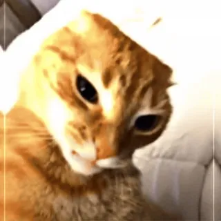 🤨 kat, dier, huisdier, oranje kat, huiskat, katachtige telegram sticker