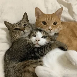 😻 gatti, animali, carino, animali domestici, amicizia, gruppo telegram sticker