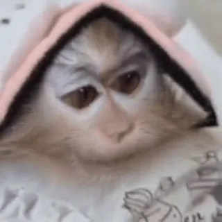 🌟 macaco, animal, fofo, engraçado, mamífero, retrato telegram sticker