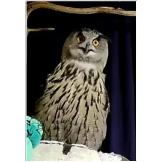 😮 owl, bird, surprised, shocked, stare, animal, wildlife telegram sticker