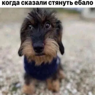 🤐 когда сказали стянуть ебало dog, meme, funny, russian, offensive, animal whatsapp sticker
