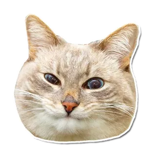 😑 cat, animal, pet, cute, feline telegram sticker
