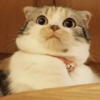 😳 猫, 子猫, 動物, 可愛い, ペット, 家畜, 愛らしい telegram sticker