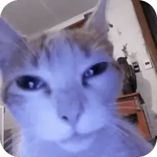 😐 gatto, animale, animale domestico, divertente telegram sticker